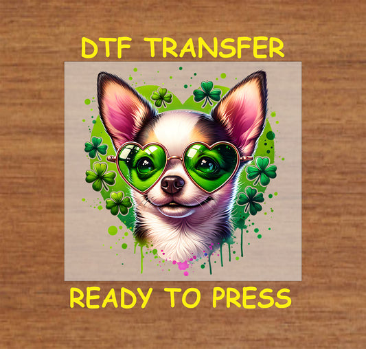 Chihuahua wearing shamrock heart sunglasses with green clovers.