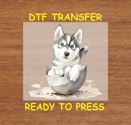 Husky puppy emerging from a cracked Easter egg.