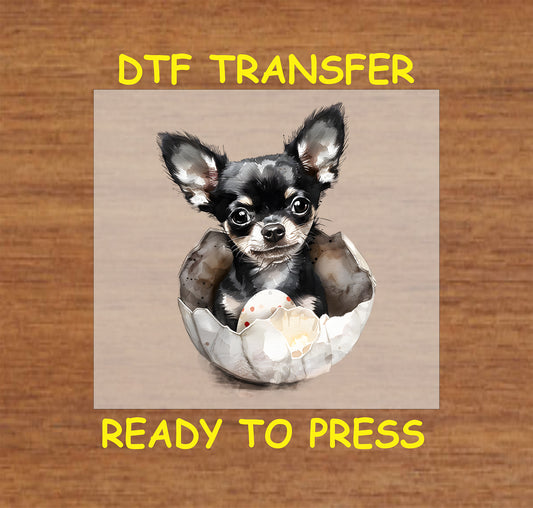 Chihuahua puppy sitting in a cracked Easter egg.