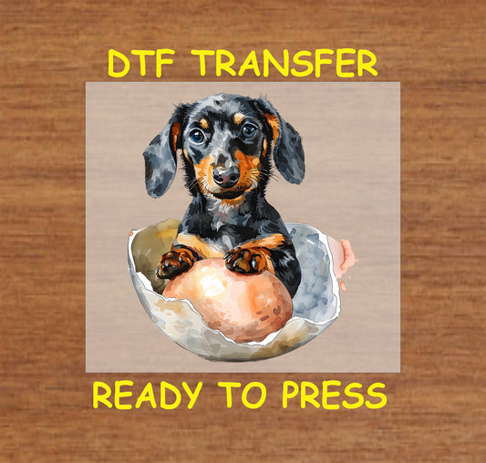 Dachshund puppy sitting in a cracked Easter egg.