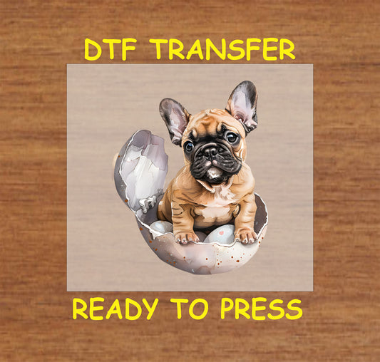 French Bulldog puppy sitting in a cracked Easter egg.