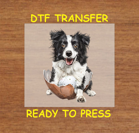 Border Collie sitting inside a cracked Easter egg.