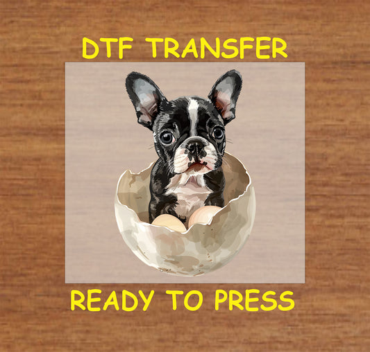 Boston Terrier puppy sitting inside a cracked Easter egg.