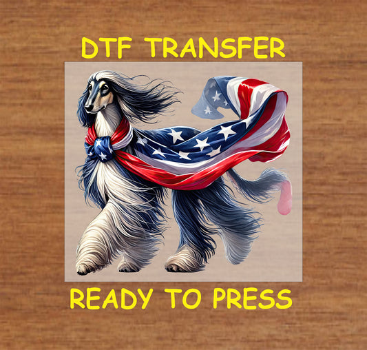 Afghan Hound wearing a flowing American flag scarf for 4th of July.