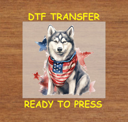 Husky in American flag bandana with star background DTF transfer.